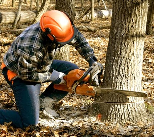 Tree Removal in Mount Carmel, SC